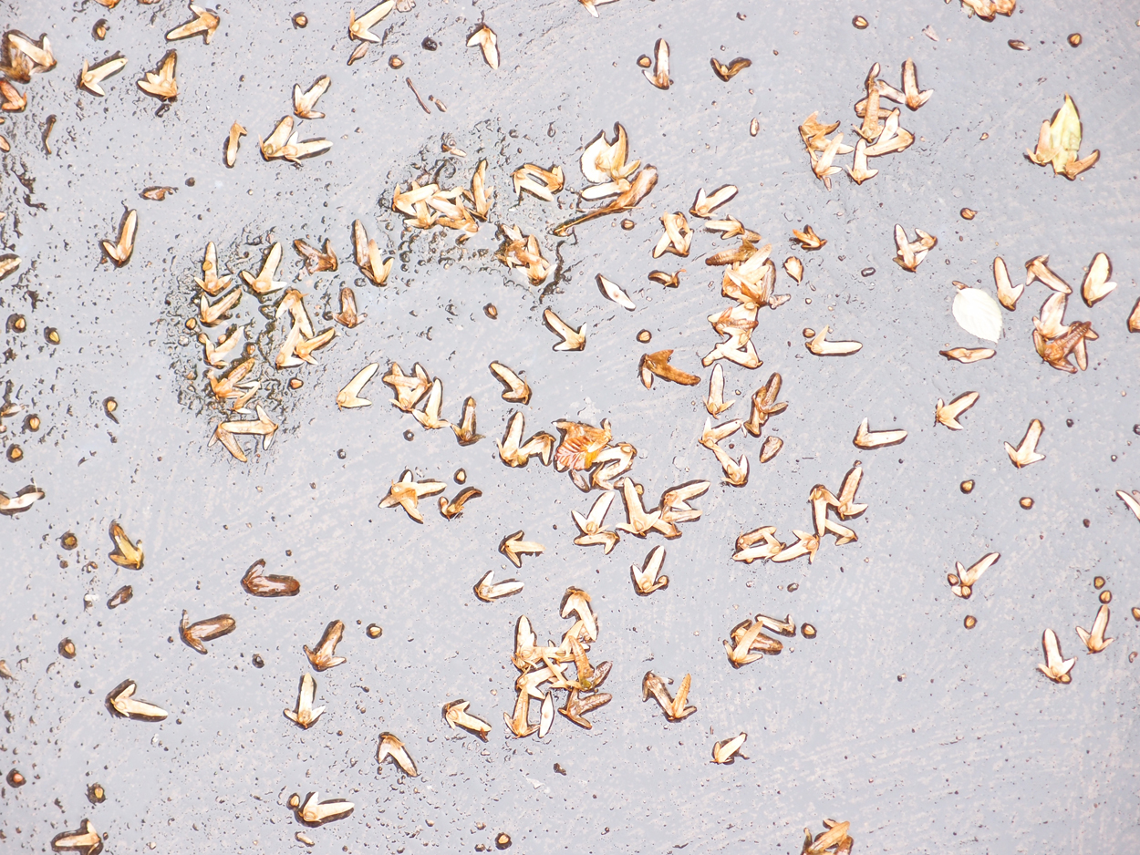 2019-09-17 Blätter auf (feuchtem) Boden